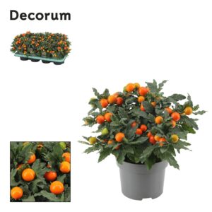 Solanum pseudocapsicum
(8 Plants/Order)(13cmP 26cmH)