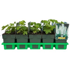 Delphinium White P11
(10 Plants/Order)(11cmP 25cmH)