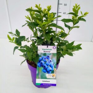 Vaccinium corymbosum Vaccinium cor. 'Bluecrop' 40-60C5
(1 Plants/Order)(23cmP 60cmH)