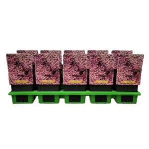 Achillea Achillea 'Rainbow Lightning Pink' P11 (10 Plants/Order)(11cmP 25cmH)