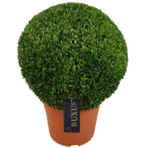 Buxus other sempervirens ball p30 (t) 45-+©
(1 Plants/Order)(30cmP 45cmH)