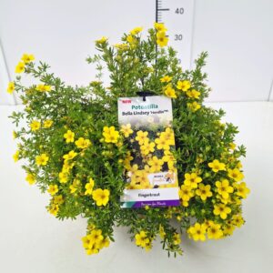 Potentilla fruticosa Potentilla frut. 'Bella Lindsey' 25-30C3
(1 Plants/Order)(19cmP 45cmH)
