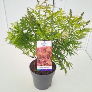 sorbifolia Sem Sorbaria sorbifolia 'Sem' 40-50C5
(1 Plants/Order)(23cmP 60cmH)