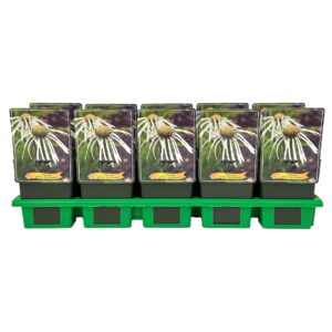 Echinacea purpurea Pallida 'Hula Dancer' P11
(10 Plants/Order)(11cmP 25cmH)