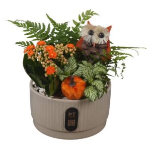Arrangement kamer PTHI3205 Arrangement Autumn Indoor in Ceramics schaal
(6 Plants/Order)(16cmP 21cmH)