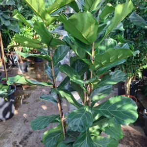 Ficus lyrata
(1 Plants/Order)(30cmP 180cmH)