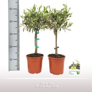 Olea europaea op stam
(6 Plants/Order)(15cmP 55cmH)
