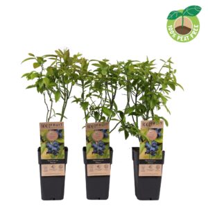 Vaccinium Patriot cor. P15
(10 Plants/Order)(15cmP 40cmH)