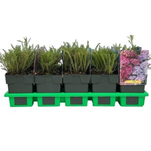 Achillea Rainbow Ending Blue' P11
(10 Plants/Order)(11cmP 25cmH)
