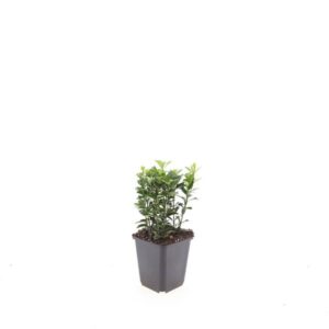 Euonymus japonicus Green Spire
(12 Plants/Order)(9cmP 5cmH)
