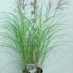 Miscanthus Red Chief sin. P23
(1 Plants/Order)(23cmP 110cmH)