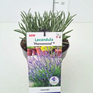 Lavandula x intermedia Phenomenal Lavandula int. 'Phenomenal' C2
(1 Plants/Order)(17cmP 40cmH)