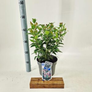 Viburnum Anvi tinus Spirit
(1 Plants/Order)(19cmP 45cmH)