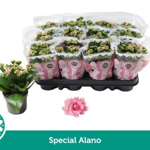 Kalanchoe Calandiva Weaver Special Alano
(12 Plants/Order)(9cmP 19cmH)