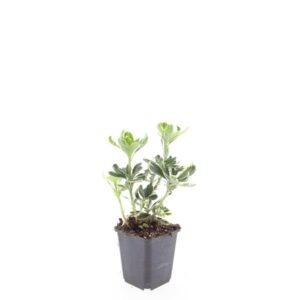 Pachysandra Variegata term.
(12 Plants/Order)(9cmP 10cmH)