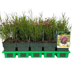 Coreopsis rosea American Dream
(10 Plants/Order)(11cmP 25cmH)