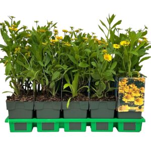 Helenium Kanaria' P11
(10 Plants/Order)(11cmP 25cmH)