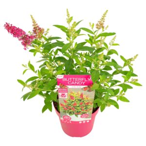 Buddleja Butterfly Candy Little Rub
(1 Plants/Order)(19cmP 45cmH)