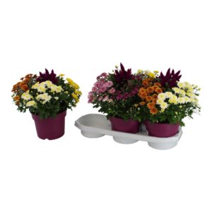 Arrangementen Abbracci 'mix Donna e Nova' P19
(3 Plants/Order)(19cmP 38cmH)