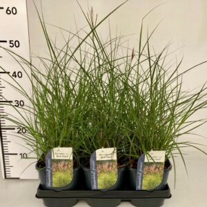 Miscanthus Red Chief Miscanthus sinensis Red Chief
(6 Plants/Order)(17cmP 15cmH)