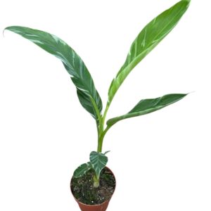 Musa Florida
(6 Plants/Order)(17cmP 40cmH)