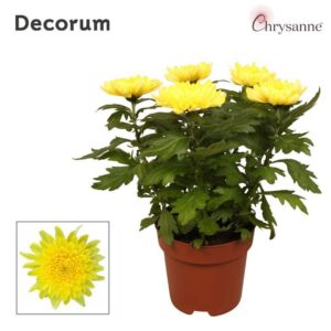Chrysanthemum Supernova Yellow Chrysanne® Zembla Next p17
(6 Plants/Order)(17cmP 35cmH)