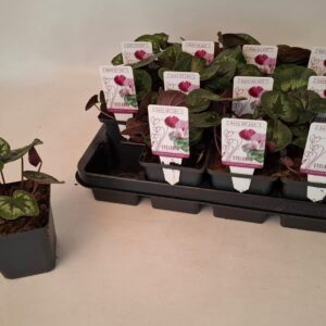 Cyclamen coum Cyclamen coum classic leaf pink 9 cm
(12 Plants/Order)(9cmP 10cmH)