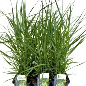 Panicum virgatum Panicum virgatum Prairie Sky
(6 Plants/Order)(17cmP 20cmH)