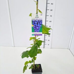 Vitis other white Vitis 'Schuyler' 80CMC2
(10 Plants/Order)(17cmP 100cmH)