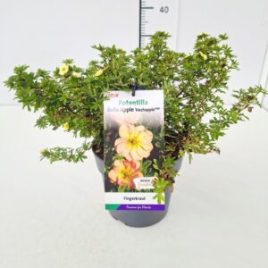 Potentilla fruticosa Potentilla frut. 'Bella Apple' 25-30C3
(1 Plants/Order)(19cmP 45cmH)