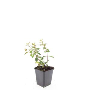 Hypericum dummeri 'Peter Dummer'
(12 Plants/Order)(9cmP 15cmH)