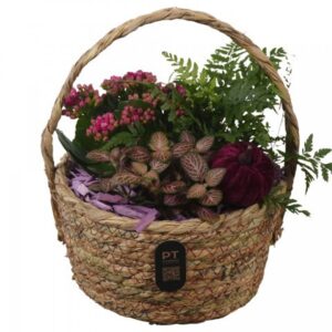 Arrangement kamer PTHI3288 Arrangement Autumn Indoor in rieten mand
(5 Plants/Order)(19cmP 24cmH)