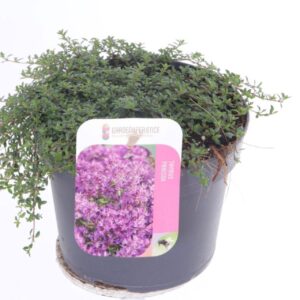 Thymus praecox Purpurteppich Red Carpet
(8 Plants/Order)(13cmP 20cmH)
