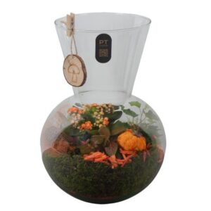 Indoor plants PTHG8249 Arrangement Autumn Glass in glazen vaas
(2 Plants/Order)(21cmP 33cmH)
