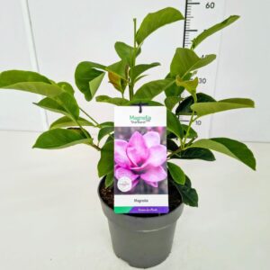 Magnolia Magnolia 'Starburst' PBR 50-60C5
(1 Plants/Order)(22cmP 60cmH)