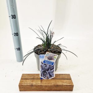 Ophiopogon planiscapus Niger
(1 Plants/Order)(17cmP 20cmH)
