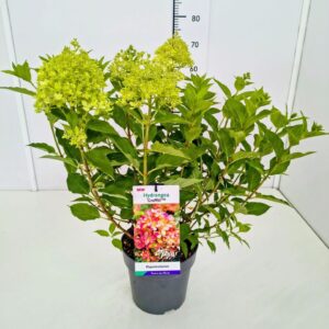 Hydrangea paniculata Hydrangea pan. 'Graffiti' 50-60C5
(1 Plants/Order)(23cmP 70cmH)