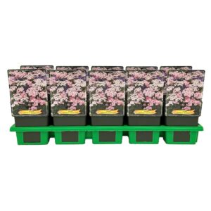 Achillea millefolium 'Appleblossom' P11
(10 Plants/Order)(11cmP 25cmH)