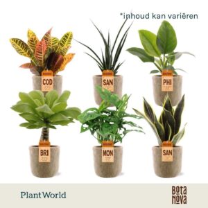 Indoor plants Groenmix Miami (diverse soorten) in Bryan Ceramics
(5 Plants/Order)(12cmP 40cmH)
