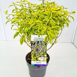 Caryopteris x clandonensis Summer Sorbet' C5
(1 Plants/Order)(23cmP 60cmH)