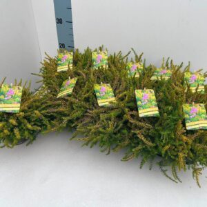 Erica Darley x Etikett
(10 Plants/Order)(11cmP 18cmH)