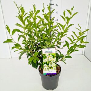 Exochorda racemosa Exochorda r. 'Blushing Pearl' 50-60C5
(1 Plants/Order)(23cmP 70cmH)