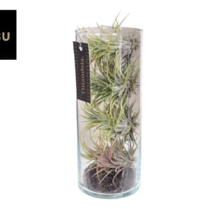 Tillandsia Tillandsia Ionantha Invitro
(6 Plants/Order)(13cmP 31cmH)