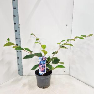 Hamamelis x intermedia Aphrodite
(1 Plants/Order)(23cmP 65cmH)
