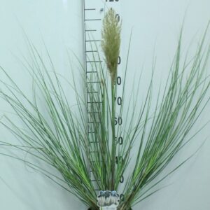 Cortaderia other minipampas 'Mini silver Pampas' P23
(1 Plants/Order)(23cmP 110cmH)