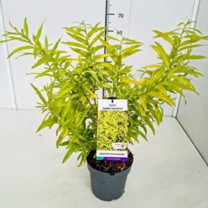 Salix alba Salix sach. 'Golden Sunshine' ® 50-60C3
(1 Plants/Order)(19cmP 70cmH)