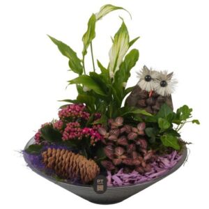 Arrangement kamer PTHG8263 Arrangement Autumn Glass in Glas schaal
(2 Plants/Order)(26cmP 26cmH)