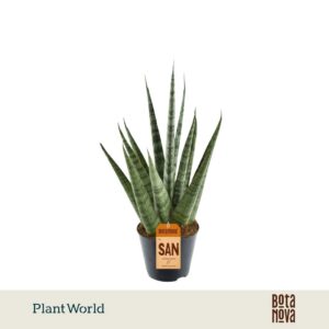 Sansevieria Cylindrica Sem
(12 Plants/Order)(8.5cmP 33cmH)