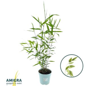 Vaste plants other Chasmanthium Latifolium
(6 Plants/Order)(17cmP 100cmH)