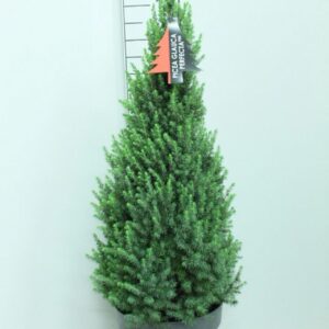 Picea Perfecta glauca P32 Potgekweekt
(1 Plants/Order)(32cmP 115cmH)